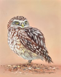 Burrowing Owl by Alex McGarry - Original Painting, Canvas on Board sized 8x10 inches. Available from Whitewall Galleries